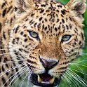 slides/IMG_8566.jpg wildlife, feline, big cat, cat, predator, fur, spot, amur, siberian, leopard, eye, whisker, fang WBCW81 - Amur Leopard